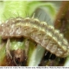 neolycaena rhymnus larva2a